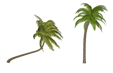 coconut and palm tree 3d set of 2
