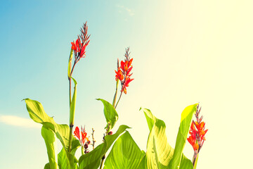 Wall Mural - colorful canna flowers on a background of the autumn landscape