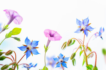 Wall Mural - White bright daisy flowers on a background of the summer landscape.