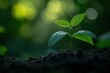 © MDNANNU - Seedling Emerging from Soil with Sunlit Green Background