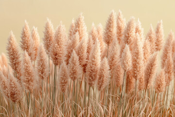 Aufkleber - A field of switchgrass, isolated on a pastel cream background, representing a renewable biofuel crop,