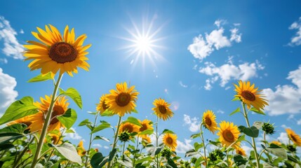 Sticker - Depict a sunny day in an expansive sunflower field, with bright yellow flowers stretching towards the sun and a clear blue sky overhead