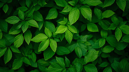 A close up of green leaves on a plant. The leaves are very green and appear to be fresh