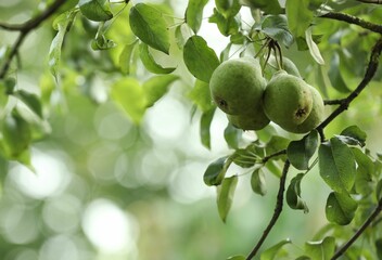 Ripe pears growing on tree in garden, space for text