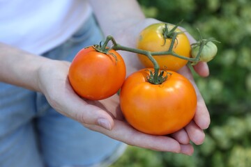 Woman holding branch of fresh tomatoes outdoors, closeup