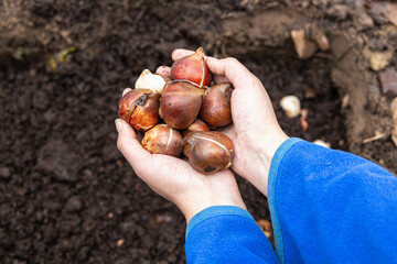 hands holding tulip bulbs before planting them in the ground