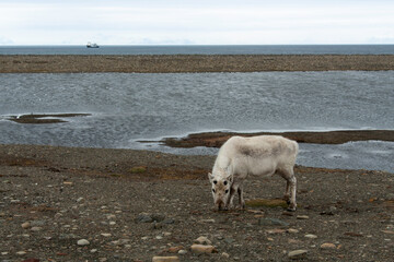 Sticker - Renne du Spitzberg, Renne de Svalbard, Rangifer tarandus platyrhynchus, Spitzberg, Svalbard, Norvège