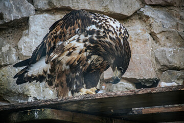 A powerful eagle with detailed brown and white plumage feeds on its prey in a rocky enclosure. The birds sharp talons grasp the prey while its beak tears into the meat