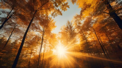 Wall Mural - Sunset in the autumn forest. Panoramic view of autumn forest.