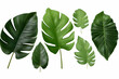 © Umar - Assortment of Lush Green Tropical Leaves'