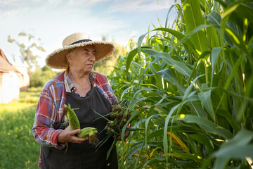 Canvas Print - Senior farmer picking fresh ripe corn outdoors