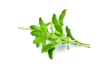 Poster - Holy Basil,Ocimum sanctum isolate on white background