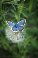Close-up of a Blue Butterfly on a Dandelion