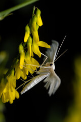 Wall Mural - White Plume Moth - Pterophorus pentadactyla, tiny beautiful unique moth from European woodlands and gardens, Zlin, Czech Republic.