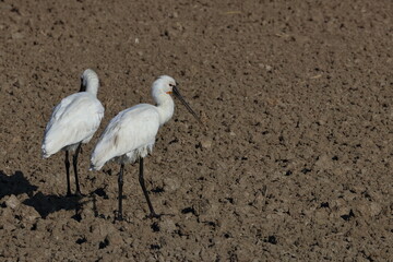 spoonbill