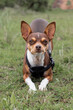 © ADDICTIVE STOCK - Close-up of small dog in harness outdoors looking at camera