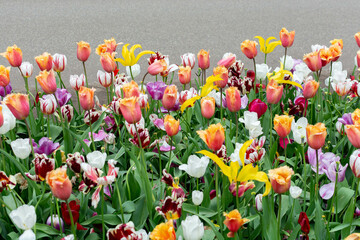 Wall Mural - Field of colorful tulips and flowers