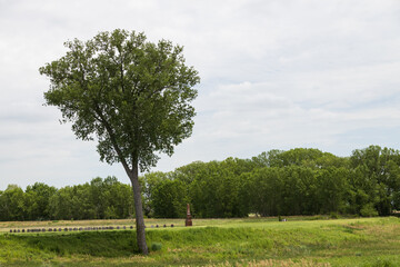 Tree on a hill