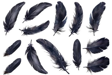 Poster - Close-up shot of a collection of black feathers on a white background, perfect for use in design or photography projects