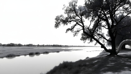 beautiful black and white photograph of a tree by the river isolated with white highlights, png