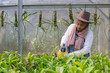 © Fajar - young asian woman farmer in hijab is doing the process of watering and spraying orchids in the greenhouse, her modern agriculture and plantation concept