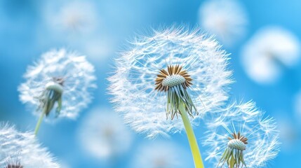 Canvas Print - Dandelion seeds, nature