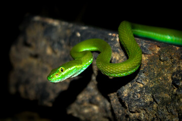 A green pit viper on the rock.