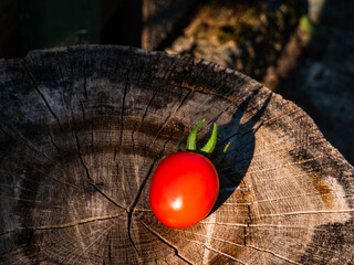 harvest of tomatoes on a wooden cut, top view