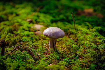 mushrooms and a wild forest environment