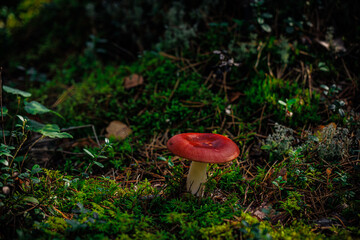 mushrooms and a wild forest environment