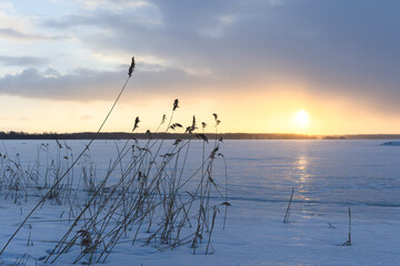 Dry reed standing in snow on frozen Baltic sea on a sunset