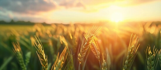 Wall Mural - Wheat Field At Sunset Agricultural Landscape Spring