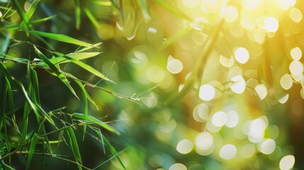 Canvas Print - Sunlight Through Bamboo Leaves