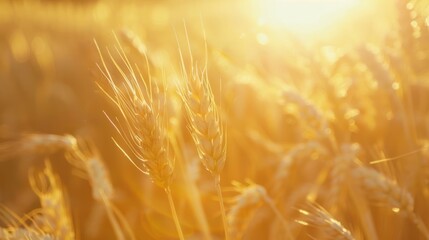 Sticker - Golden Wheat Field at Sunset