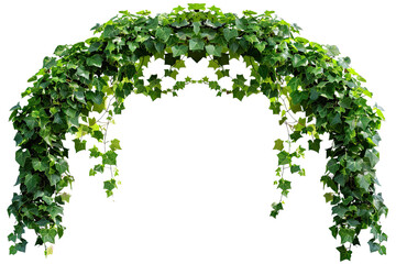 arch of ivy climbing wild grapes on transparent background