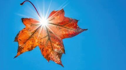 Poster - A heart-shaped maple leaf 