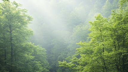 Canvas Print - Revitalizing your spirit through nature's embrace in a tranquil forest setting