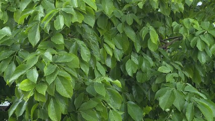 Closeup of Fresh green leaves with water drops after the rain on trees