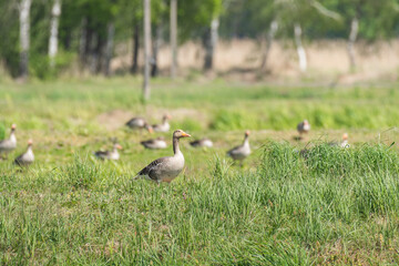 Greylag goose (Anser anser) large water bird, animals resting on a green meadow on a hot summer day.