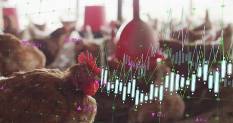 Sticker - Animating financial data chart over chickens in farm setting