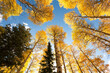 © Danita Delimont - USA, Idaho, Targhee National Forest. Looking up through Quaking Aspens in Fall foliage.
