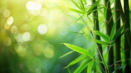 Wall Mural - Bamboo Forest Serenity