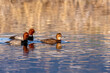 © Danita Delimont - Breeding pairs of redhead ducks at Ninepipe National Wildlife Refuge in the Mission Valley, Montana, USA.