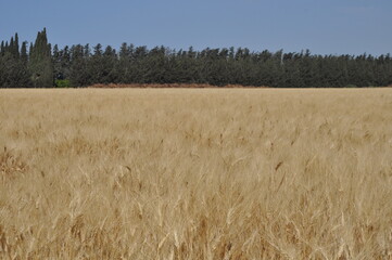 Golden ears of wheat against the sky background. Harvest of ripe