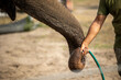 © Zsolt Biczó - Zoo keeper give water for elephant