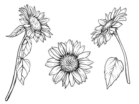 Sunflower vector set. Flower graphic illustration. Plant drawing in line art style. flower sketch painted by black inks. Graphics hand drawn outline element