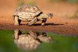 © Danita Delimont - Texas Tortoise (Gopherus berlandieri) walking.