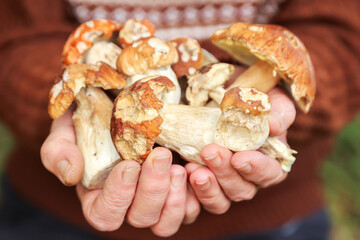 Wall Mural - Bad wormy mushrooms porcini, boletus in mushroom picker hand close-up, macro. Mushroomer with wild forest mushroom eaten by worms slugs and insects