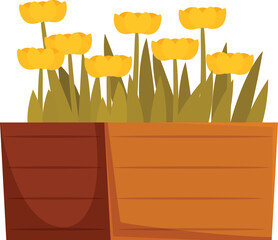 Wall Mural - Yellow tulips growing in wooden rectangular flowerpot isolated on white