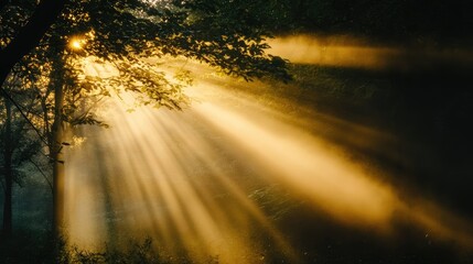 Wall Mural - Golden hour sunlight streaming through forest